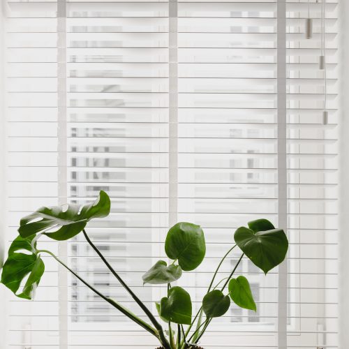 żaluzja drewniana biała