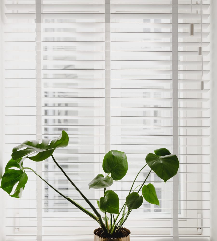 żaluzja drewniana biała